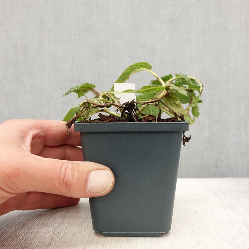 Amostra de Sálvia pratensis Madeline Vaso de 8/9 cm tal como entregue na primavera