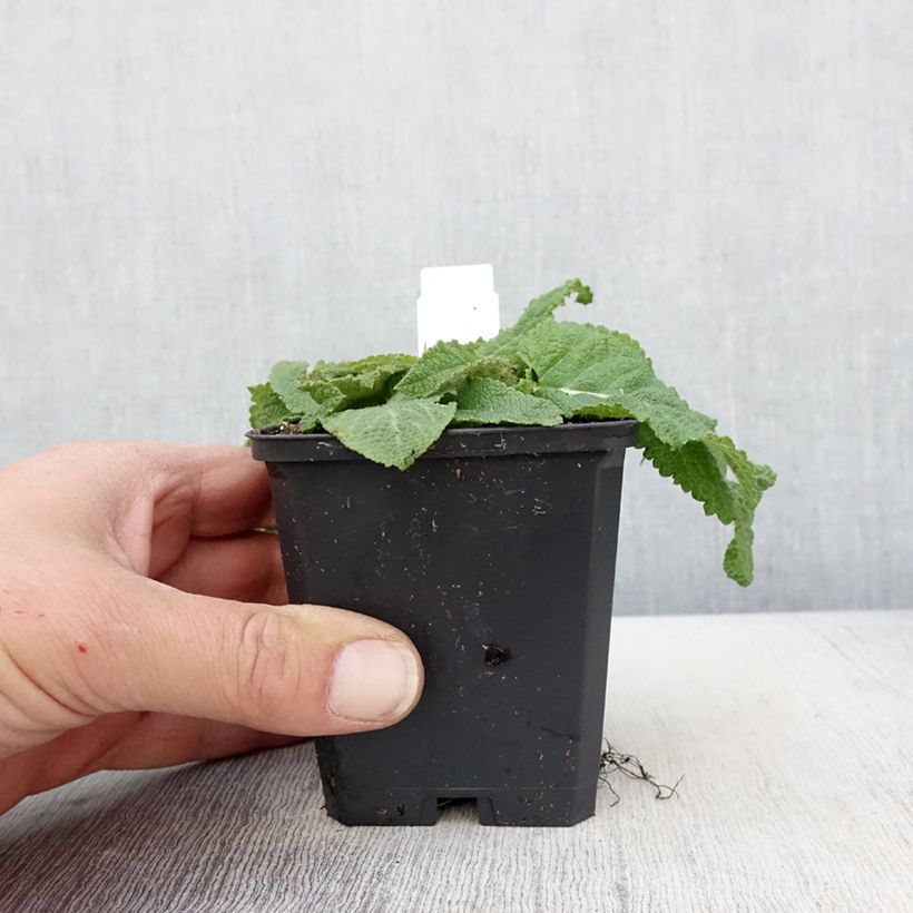 Amostra de Sálvia pratensis Sky Dance Vaso de 8/9 cm tal como entregue na primavera