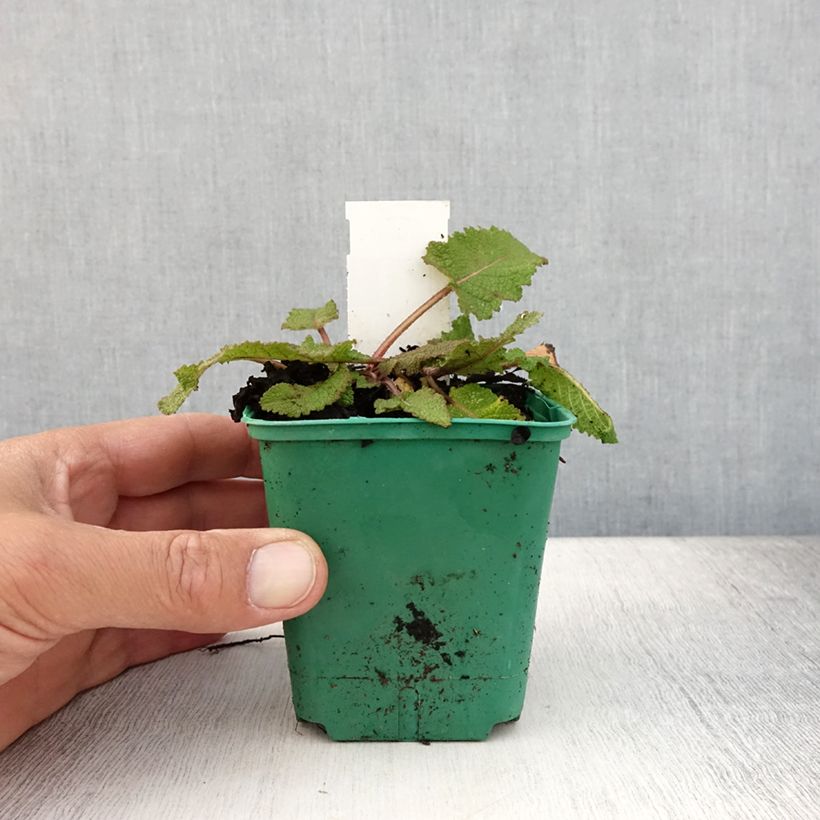 Amostra de Sálvia pratensis Sweet Esmeralda Vaso de 8/9 cm tal como entregue no verão