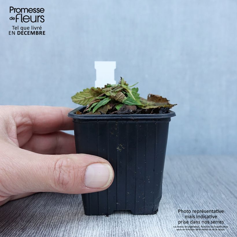 Amostra de Sálvia pratensis Vanity Flair Vaso de 8/9 cm tal como entregue no outono