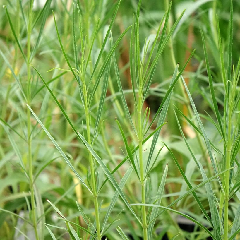Sálvia reptans West Texas form (Folhagem)