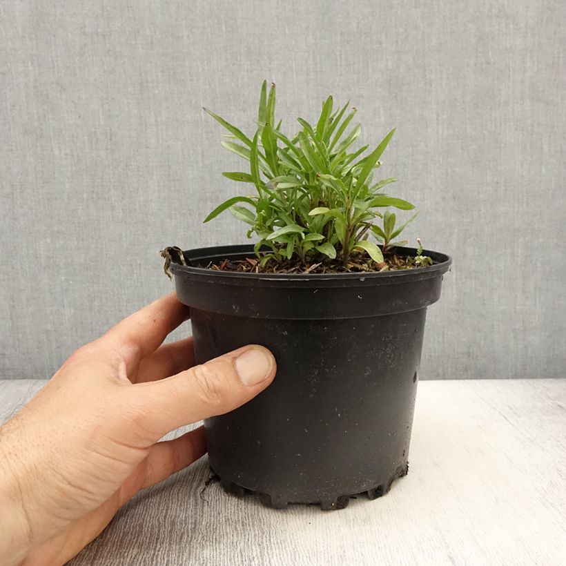 Amostra de Sálvia reptans West Texas form Vaso de 2 L/3 L tal como entregue na primavera