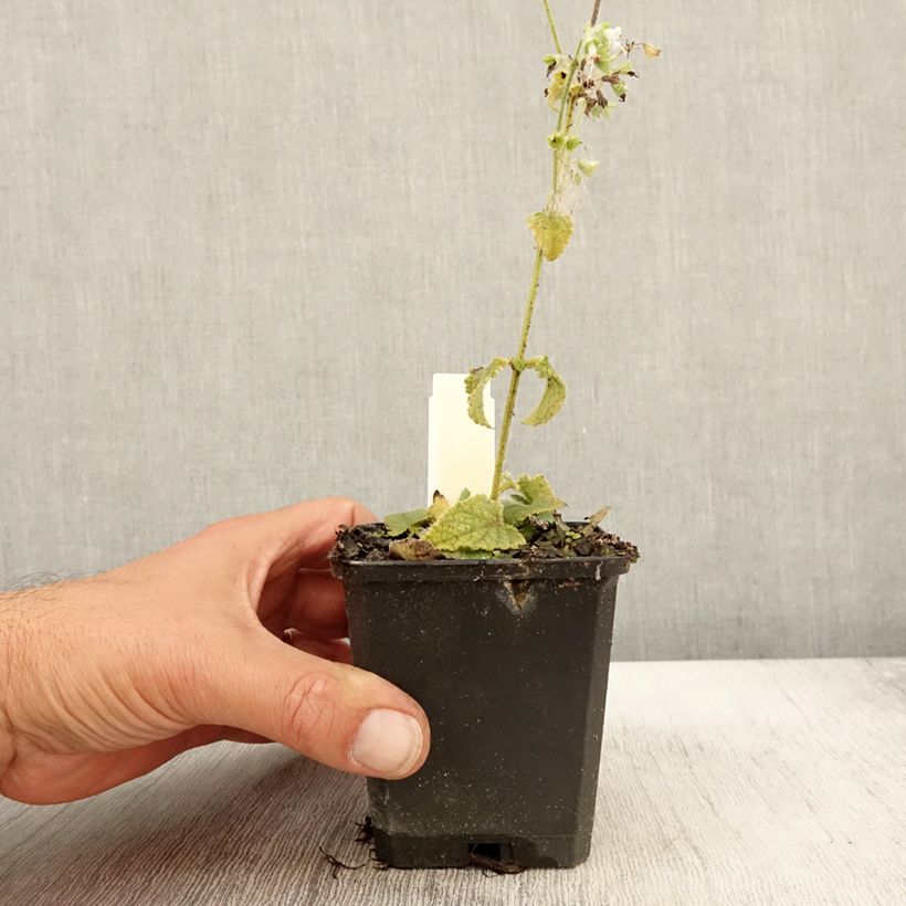 Amostra de Sálvia verticillata Alba Vaso de 8/9 cm tal como entregue no outono