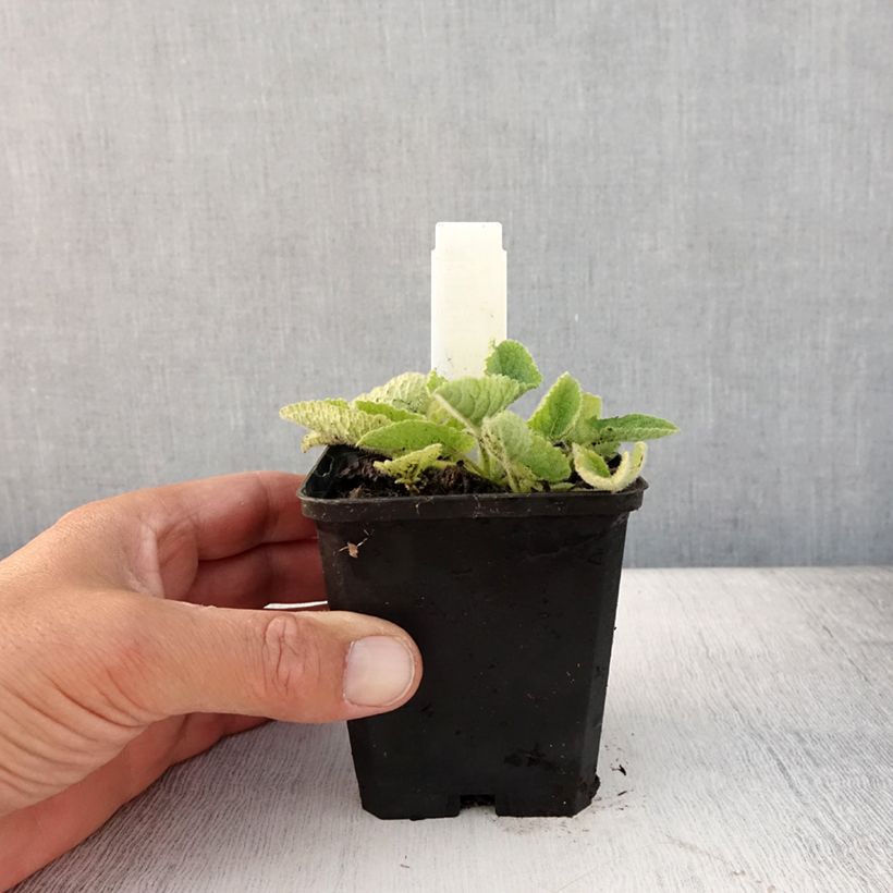 Amostra de Sálvia verticillata Alba Vaso de 8/9 cm tal como entregue no verão