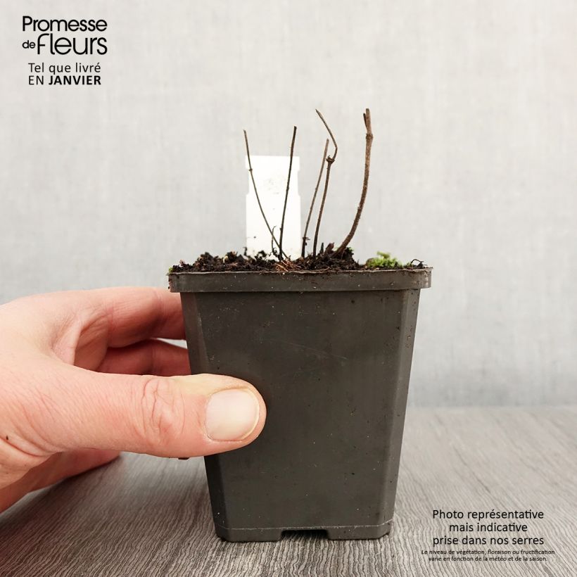 Amostra de Salvia verticillata Hannay's Blue - Sauge verticillée. Vaso de 8/9 cm tal como entregue no inverno