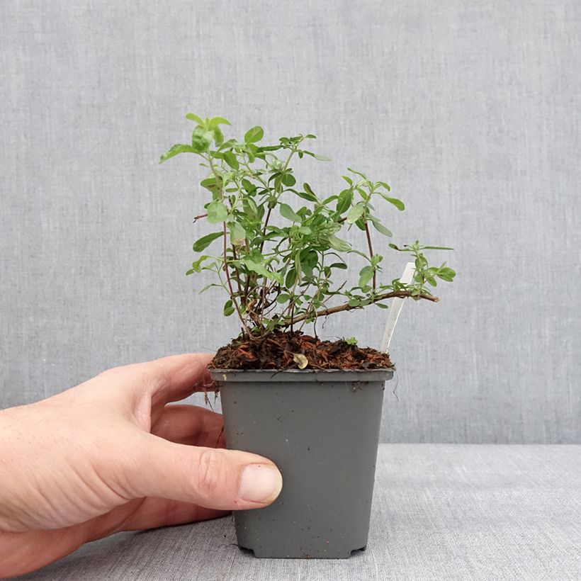 Amostra de Salvia x jamensis Carolus - sauge arbustive Vaso de 8/9 cm tal como entregue no inverno