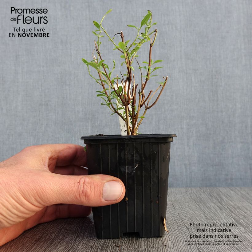 Amostra de Sálvia jamensis Delice Roselilac Vaso de 8/9 cm tal como entregue no outono