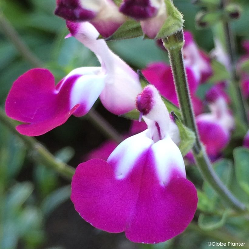 Sálvia greggii Cherry Lips - Sálvia-do-outono (Floração)