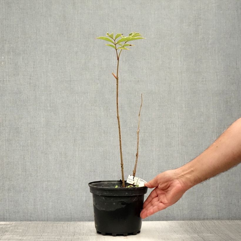 Amostra de Sambucus nigra Chocolate Marzipan Vaso de 3 L/4 L tal como entregue no verão