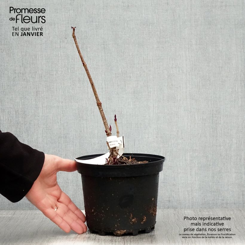 Amostra de Sambucus Chocolate Marzipan - sureau Vaso de 3 L/4 L tal como entregue no inverno