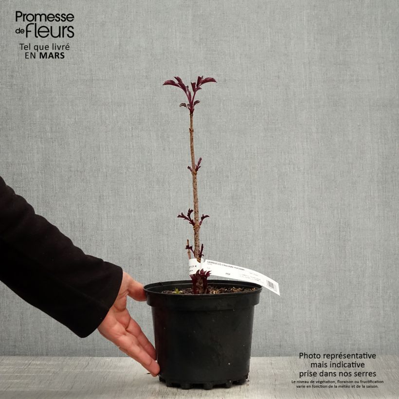 Amostra de Sambucus nigra Chocolate Marzipan Vaso de 3 L/4 L tal como entregue na primavera