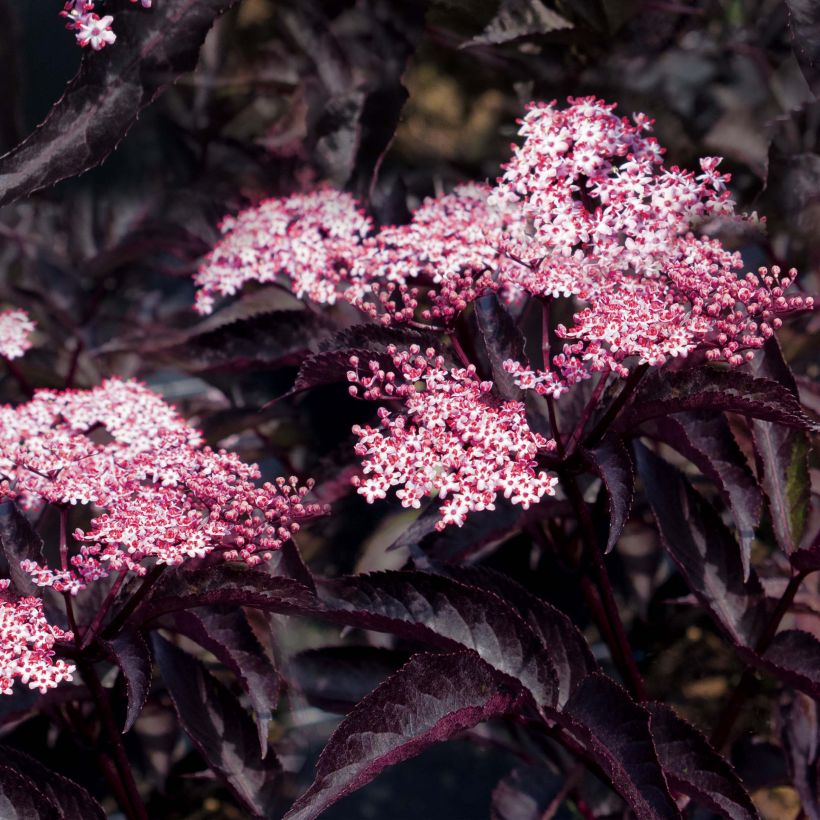 Sambucus nigra Black Beauty (Floração)