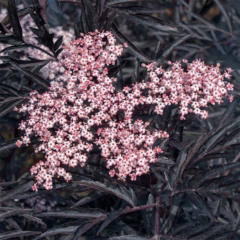 Sambucus nigra Black Lace (Floração)