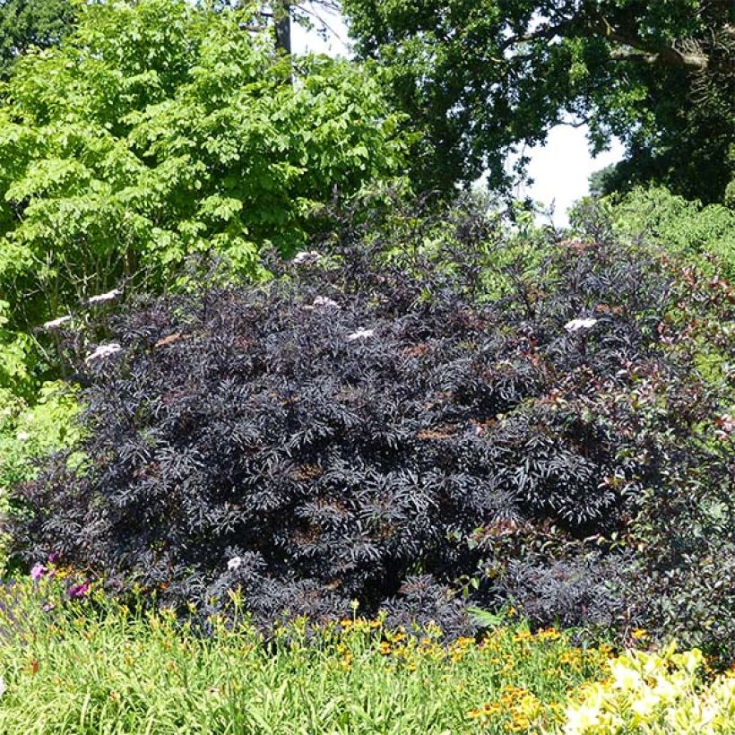 Sambucus nigra Black Lace (Hábito)