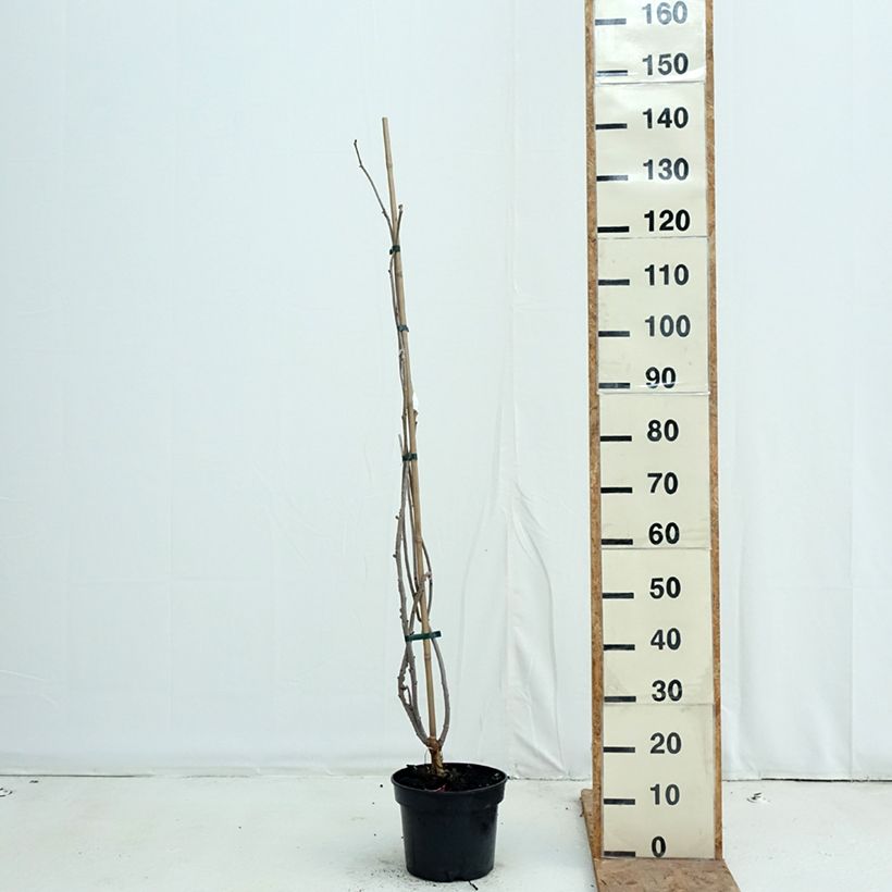 Amostra de Sambucus nigra Monstrosa - Sureau noir Vaso de 4 L/5 L tal como entregue no outono