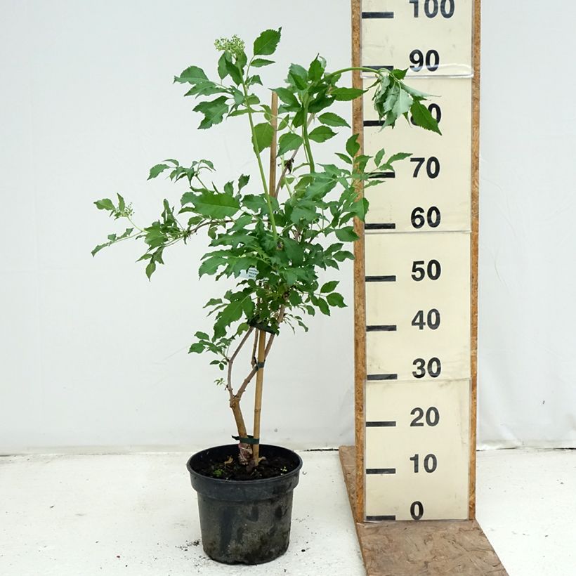Amostra de Sambucus nigra Monstrosa Vaso de 4 L/5 L tal como entregue na primavera