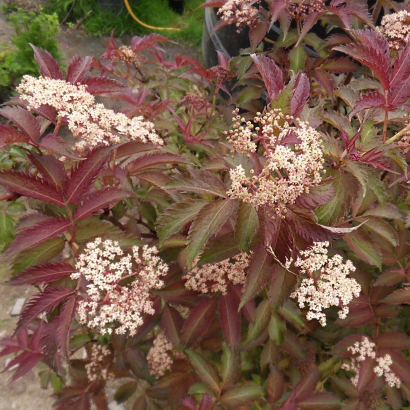 Sambucus nigra Serenade (Floração)