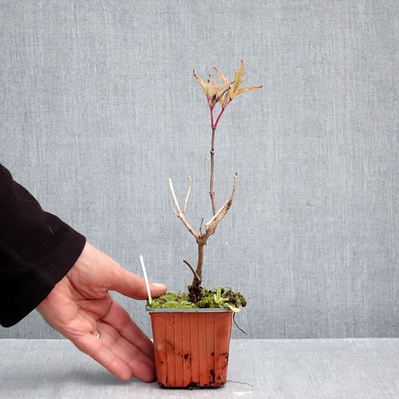 Amostra de Sambucus nigra Serenade Vaso de 8/9 cm tal como entregue no outono