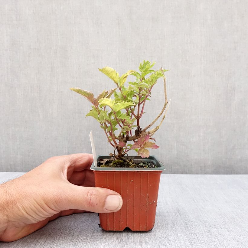 Amostra de Sambucus nigra Serenade - Sureau noir Vaso de 8/9 cm tal como entregue na primavera