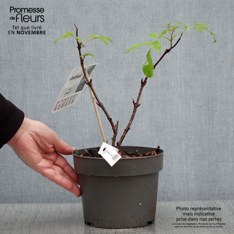 Amostra de Sambucus nigra Serenade Vaso de 3 L/4 L tal como entregue no outono
