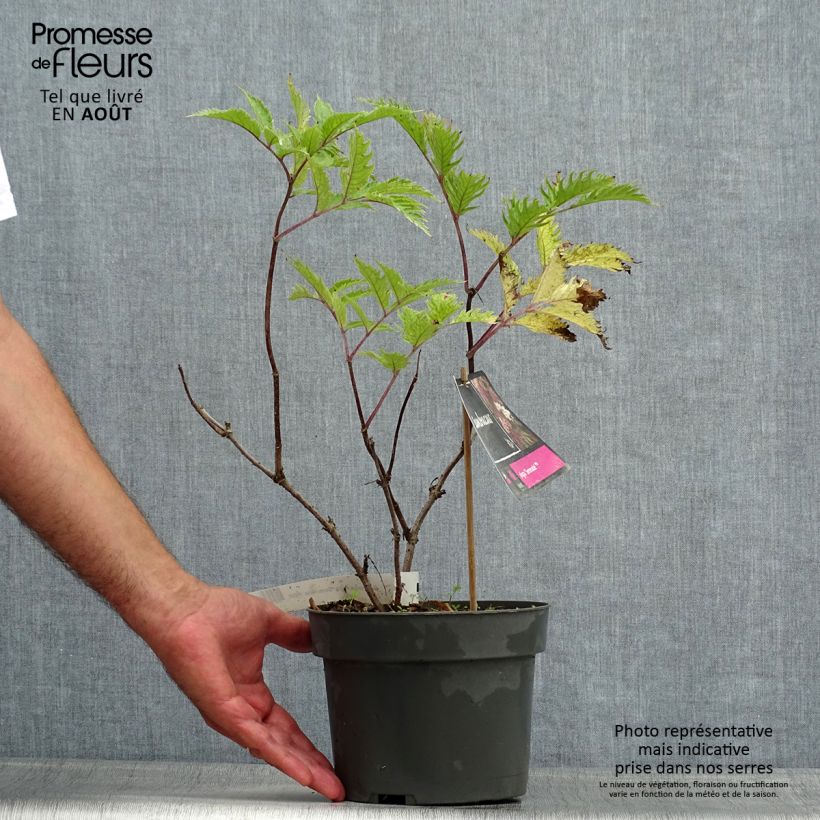 Amostra de Sambucus nigra Serenade Vaso de 3 L/4 L tal como entregue no verão