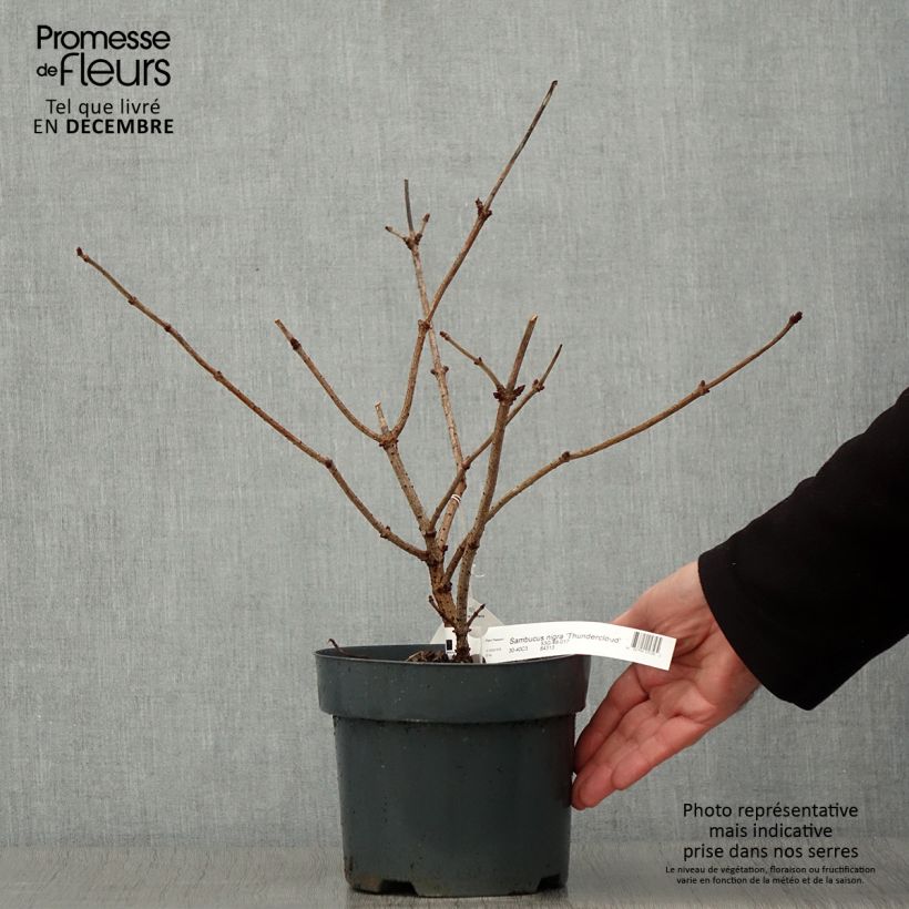 Amostra de Sambucus nigra Thundercloud Vaso de 3 L/4 L tal como entregue no outono