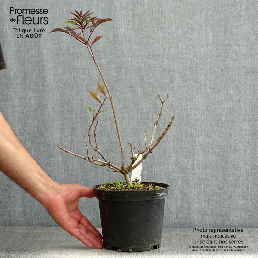 Amostra de Sambucus nigra Thundercloud Vaso de 3 L/4 L tal como entregue no verão