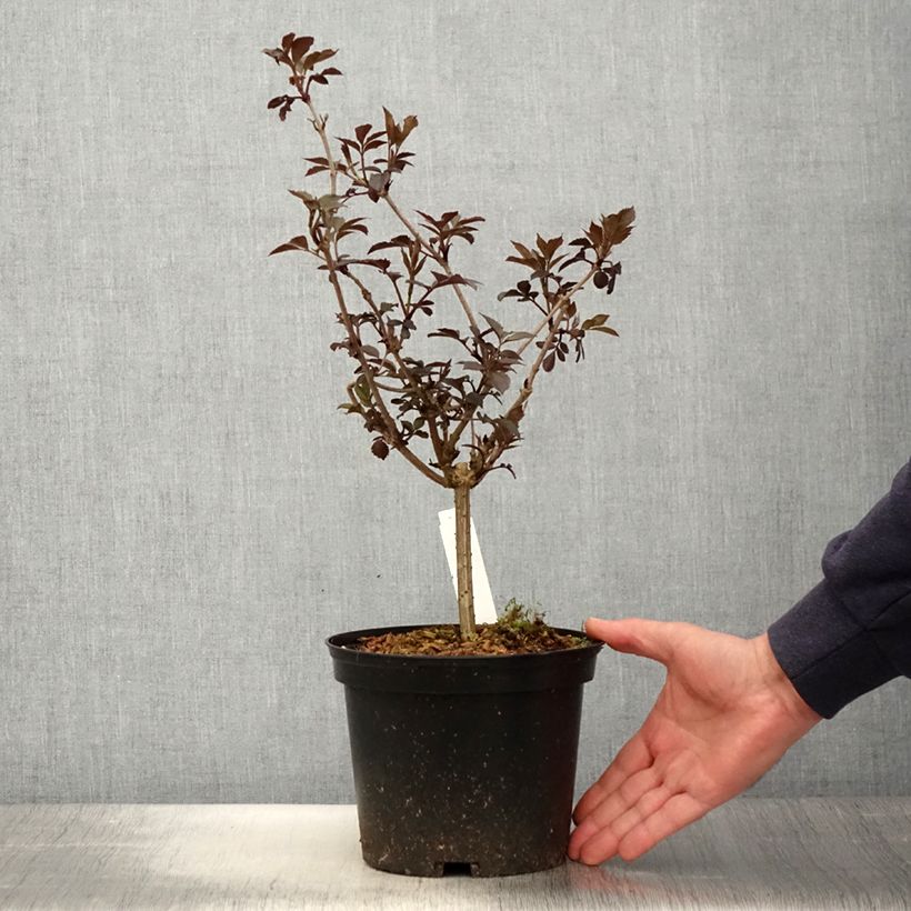 Amostra de Sambucus nigra Thundercloud Vaso de 3 L/4 L tal como entregue na primavera