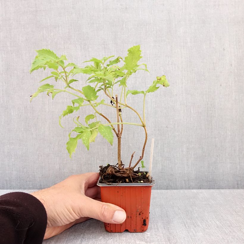 Amostra de Sambucus racemosa Plumosa Aurea Vaso de 8/9 cm tal como entregue no outono