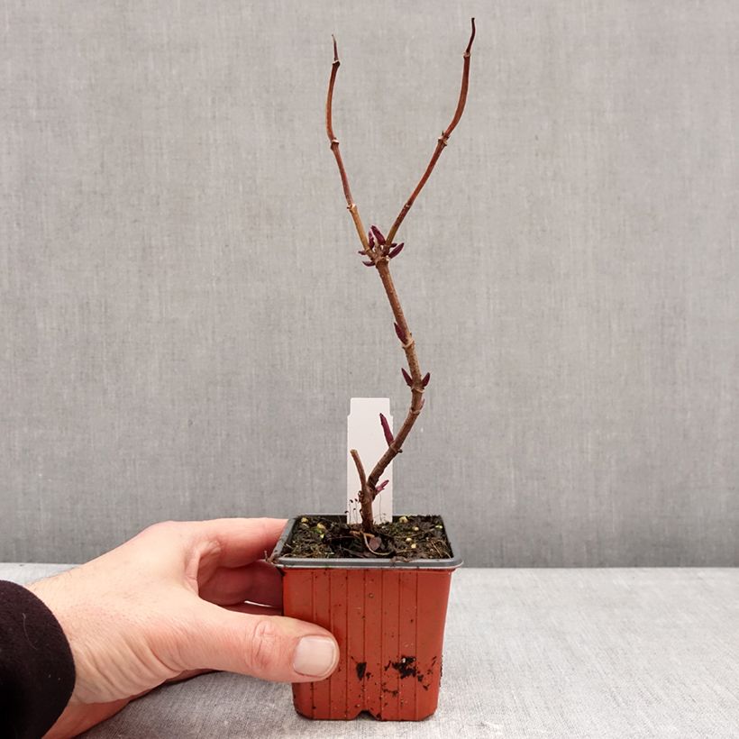 Amostra de Sambucus racemosa Plumosa Aurea Vaso de 8/9 cm tal como entregue no inverno