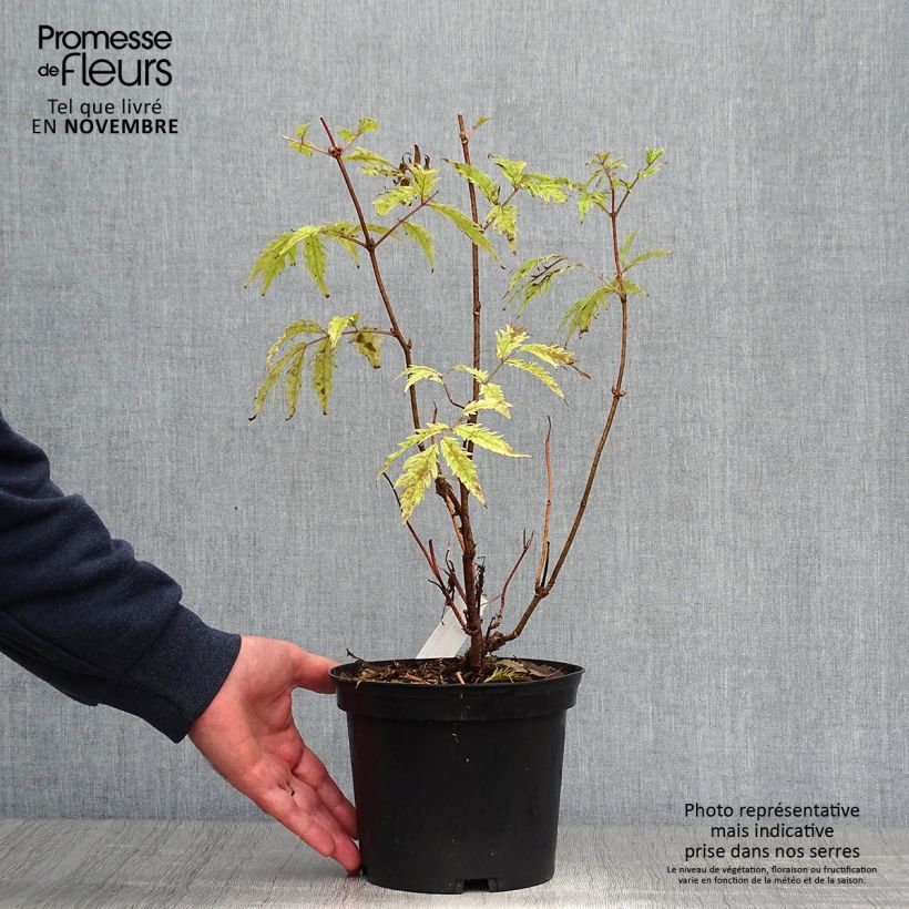Amostra de Sambucus racemosa Plumosa Aurea Vaso de 2 L/3 L tal como entregue no outono
