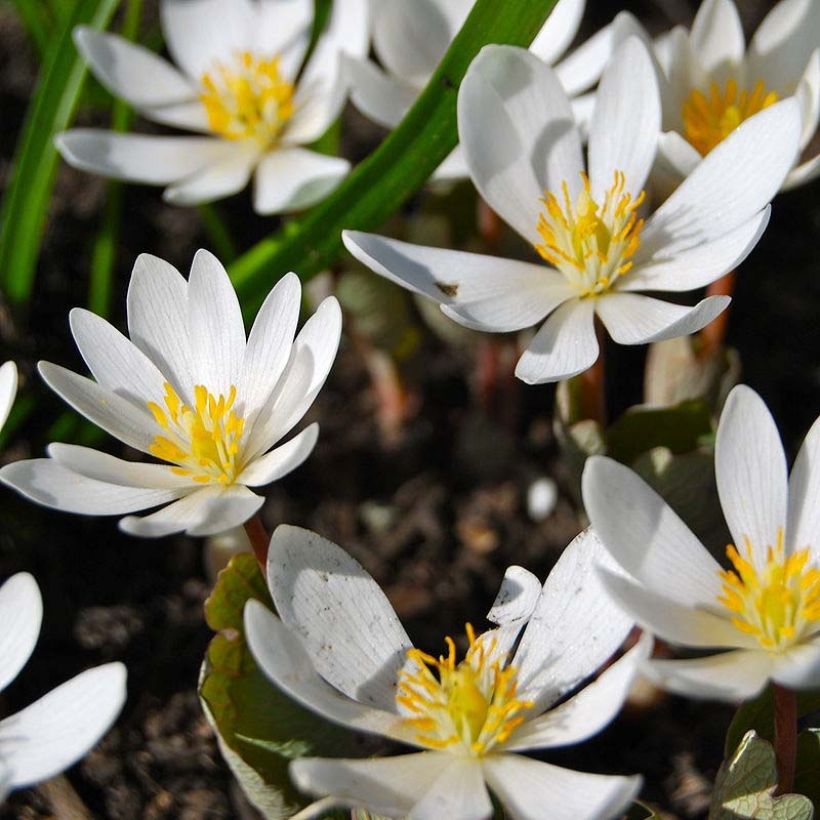 Sanguinaria canadensis (Floração)
