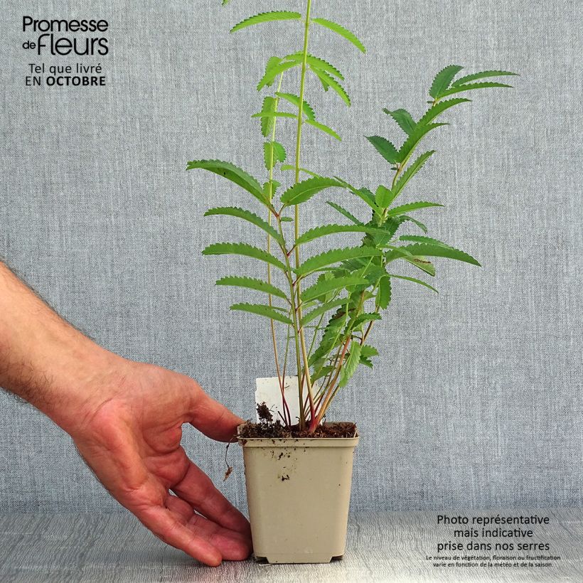 Amostra de Sanguisorba tenuifolia Cangshan Cranberry Vaso de 8/9 cm tal como entregue no outono