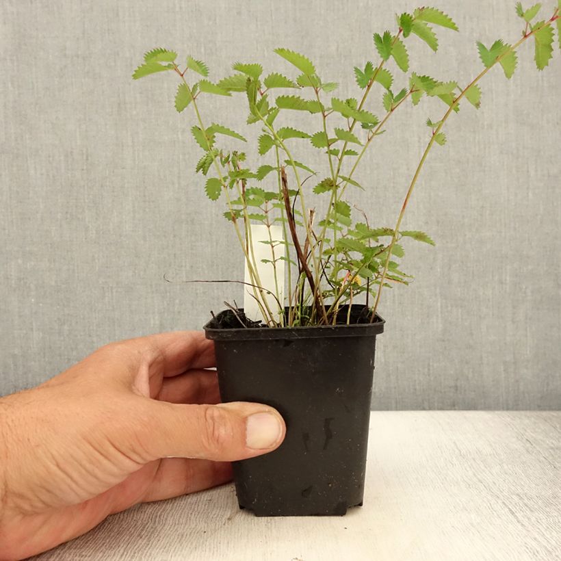 Amostra de Sanguisorba officinalis Chocolate Tip Vaso de 8/9 cm tal como entregue no verão