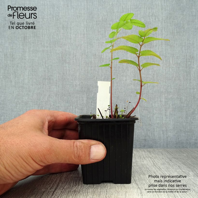 Amostra de Sanguisorba hakusanensis Vaso de 8/9 cm tal como entregue no outono