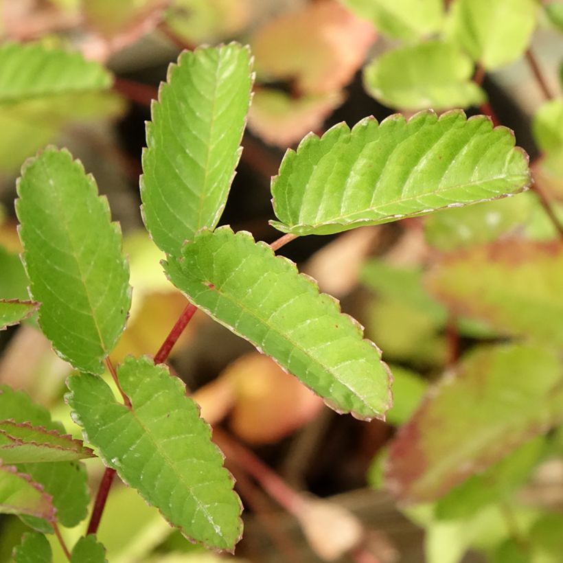 Sanguisorba Pink Brushes (Folhagem)