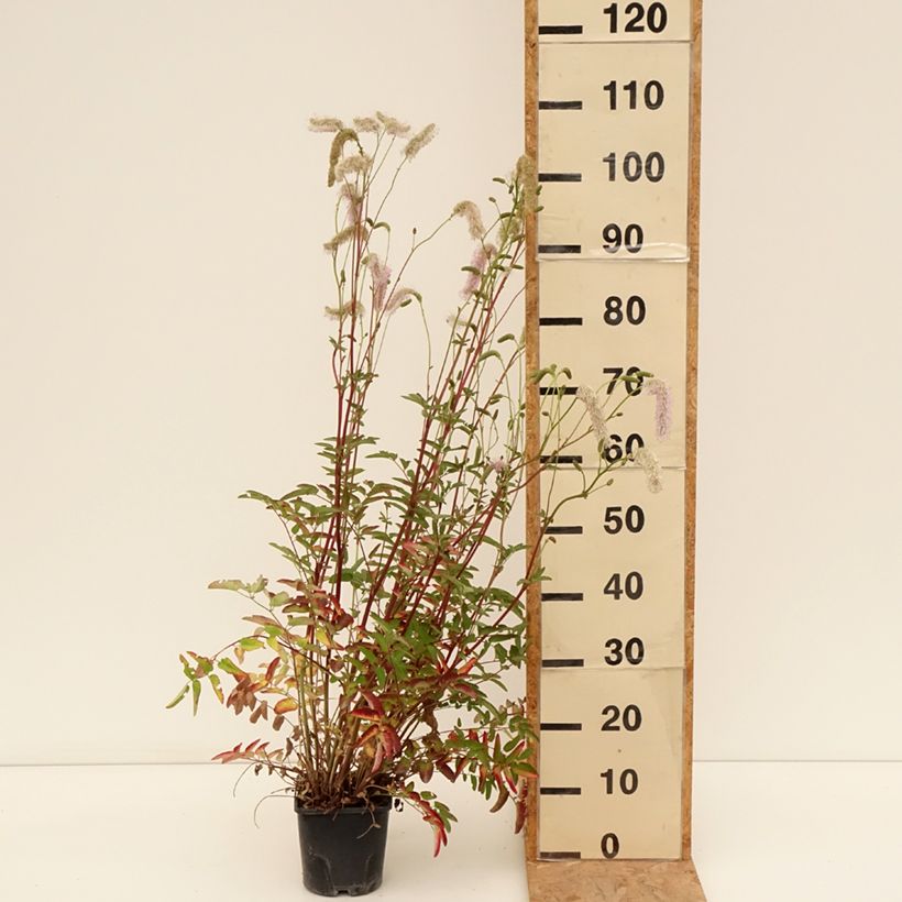 Amostra de Sanguisorba Pink Brushes Vaso de 2 L/3 L tal como entregue no verão