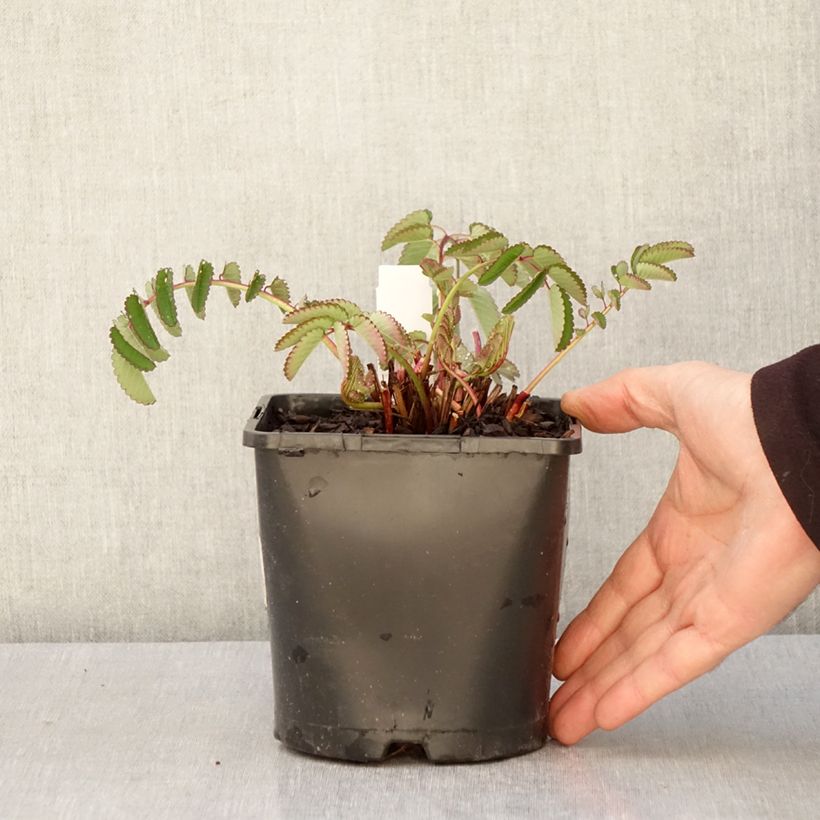 Amostra de Sanguisorba Pink Brushes Vaso de 2 L/3 L tal como entregue na primavera