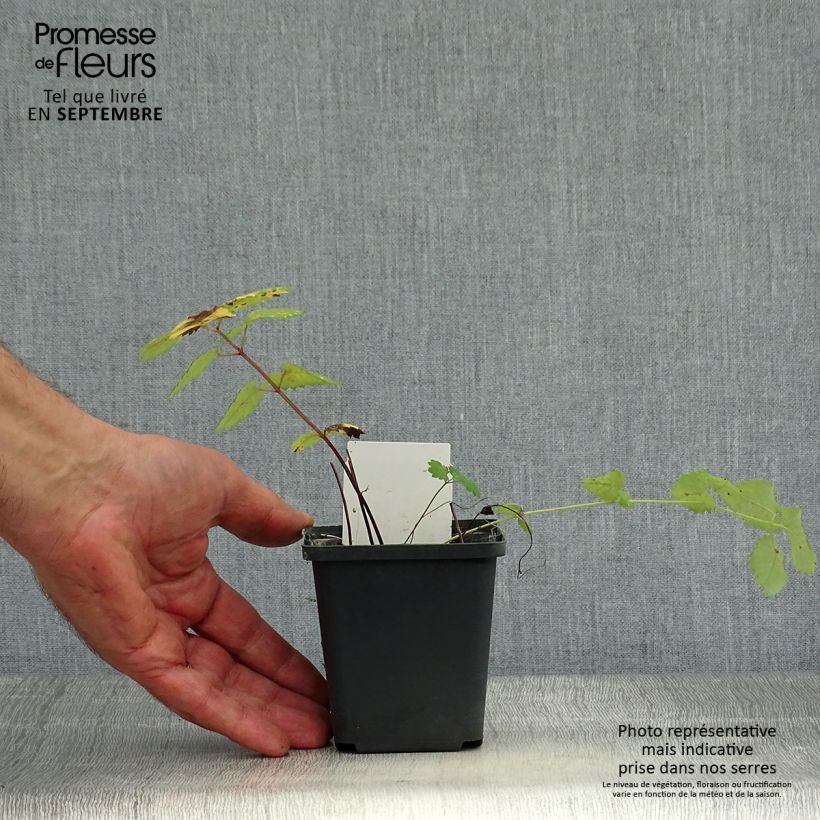 Amostra de Sanguisorba menziesii Vaso de 8/9 cm tal como entregue no outono