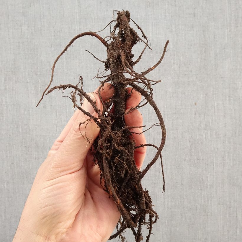 Amostra de Sanguisorba menziesii Raízes nuas tal como entregue no inverno