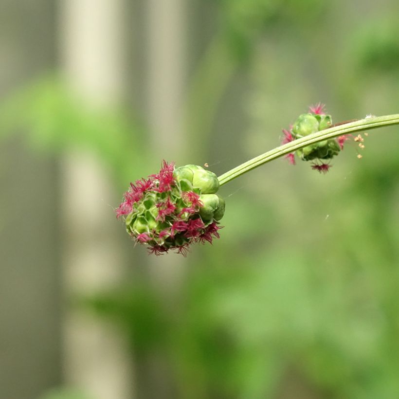 Sanguisorba minor (Floração)