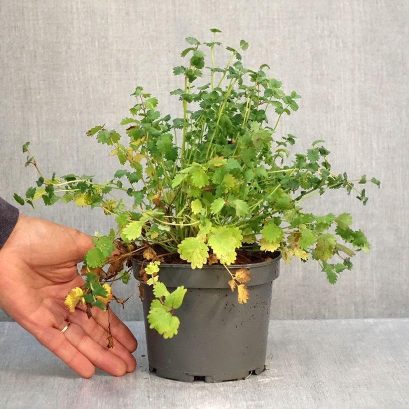 Amostra de Sanguisorba minor Vaso de 1,5 L/2 L tal como entregue no outono