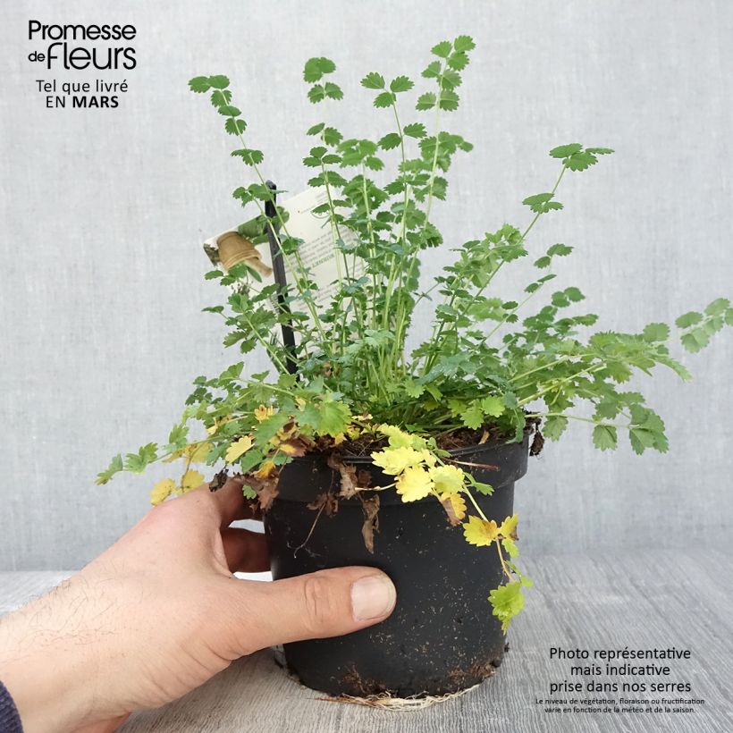 Amostra de Sanguisorba minor Vaso de 1,5 L/2 L tal como entregue na primavera