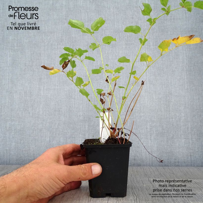 Amostra de Sanguisorba obtusa Vaso de 8/9 cm tal como entregue no outono