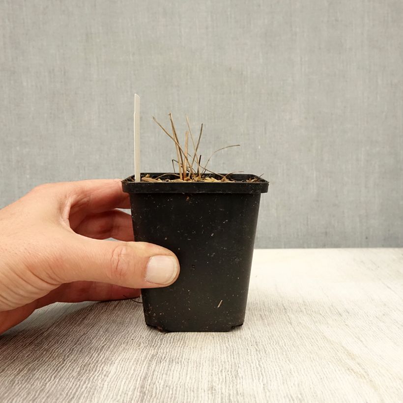 Amostra de Sanguisorba officinalis Arnhem Vaso de 8/9 cm tal como entregue no outono