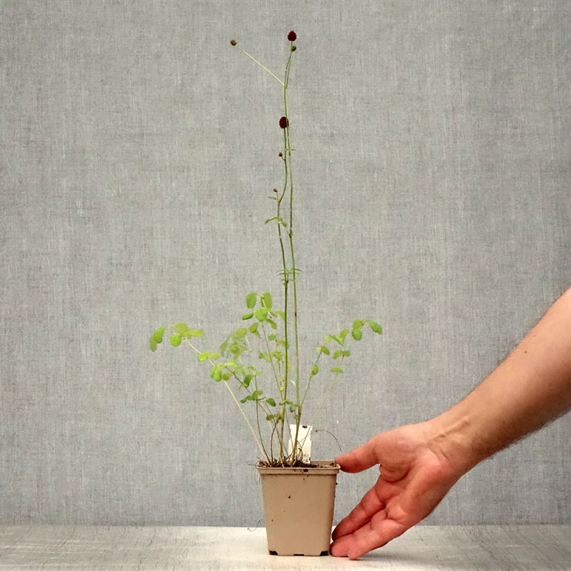 Amostra de Sanguisorba officinalis Morning Select Vaso de 8/9 cm tal como entregue no verão