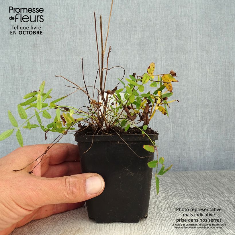 Amostra de Sanguisorba officinalis Pink Tanna Vaso de 8/9 cm tal como entregue no outono