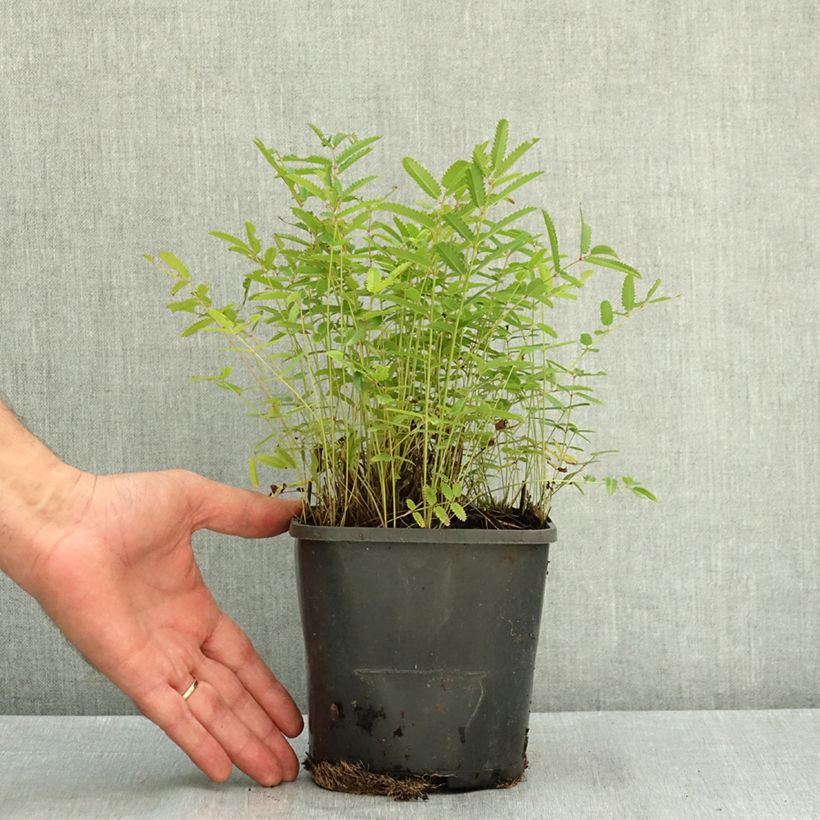 Amostra de Sanguisorba officinalis Pink Tanna Vaso de 2 L/3 L tal como entregue no verão
