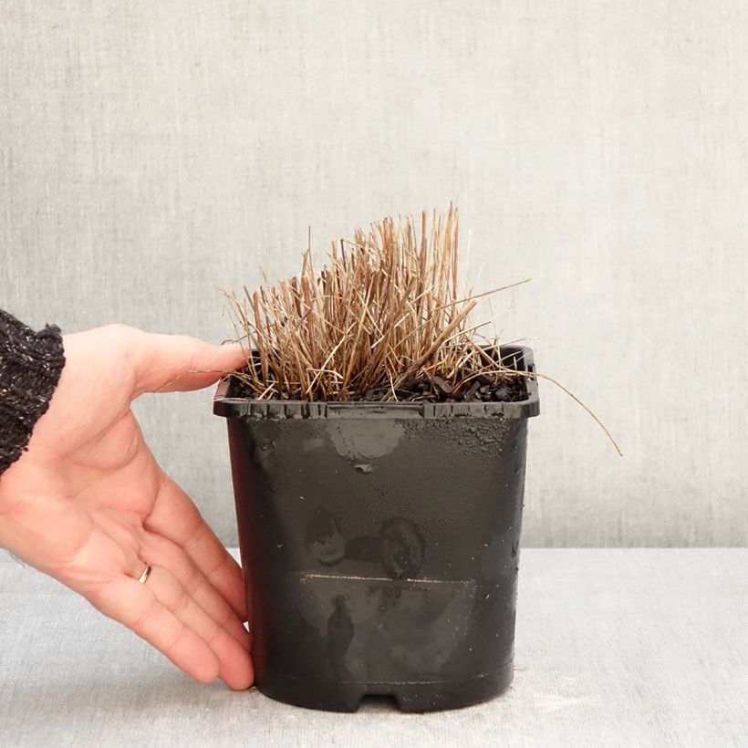 Amostra de Sanguisorba officinalis Pink Tanna Vaso de 2 L/3 L tal como entregue no inverno