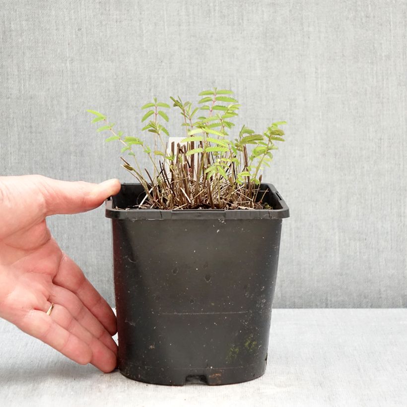 Amostra de Sanguisorba officinalis Pink Tanna Vaso de 2 L/3 L tal como entregue na primavera